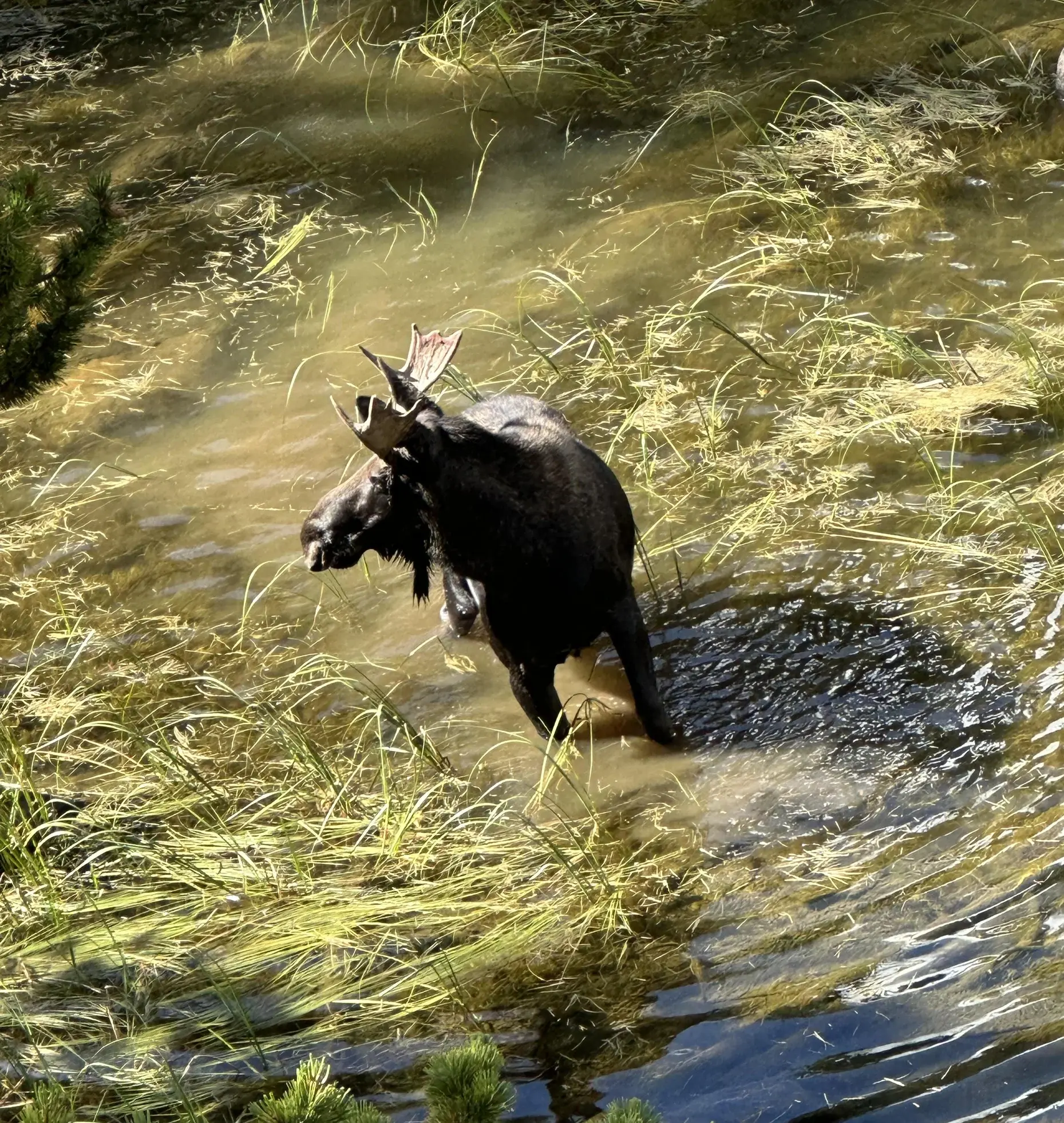 Bull Moose