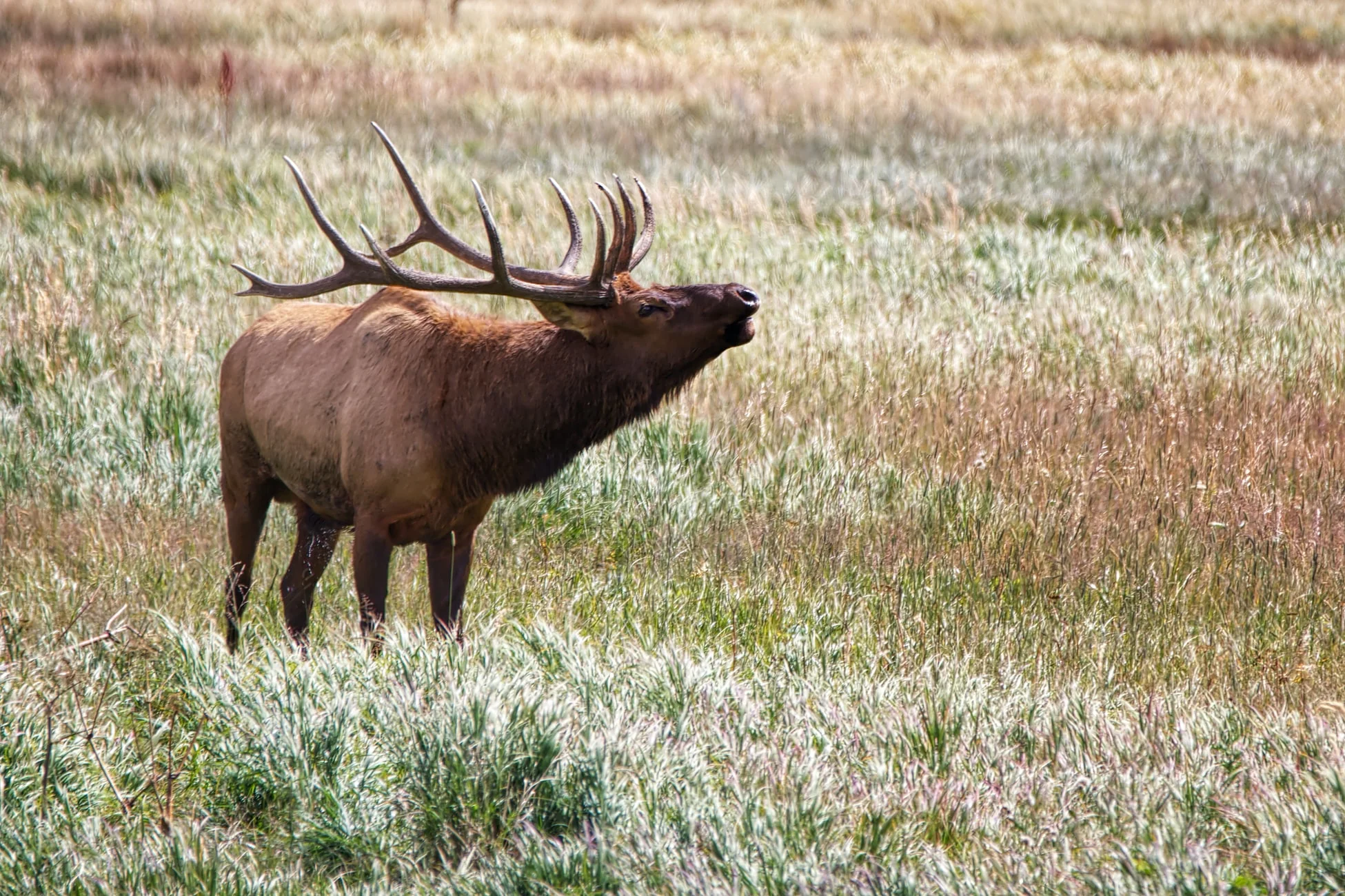 Elk